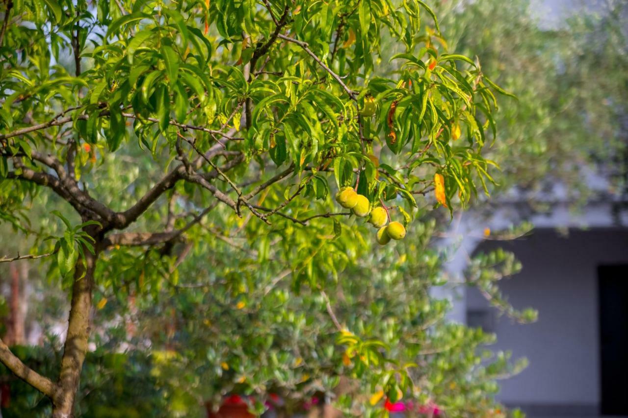Garden Paradise App Sveti Vid-Miholjice Exterior foto